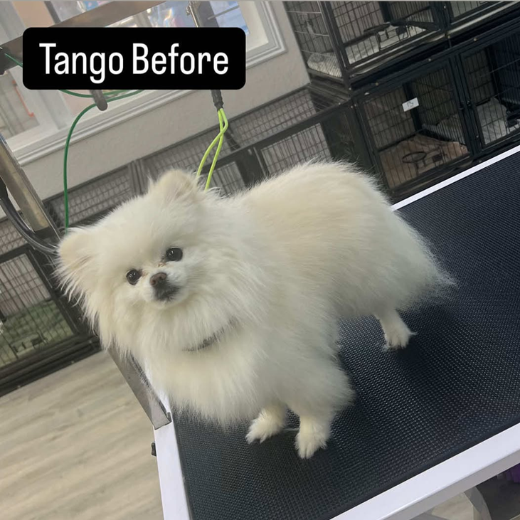 A white pomeranian dog is standing on a grooming table before being groomed