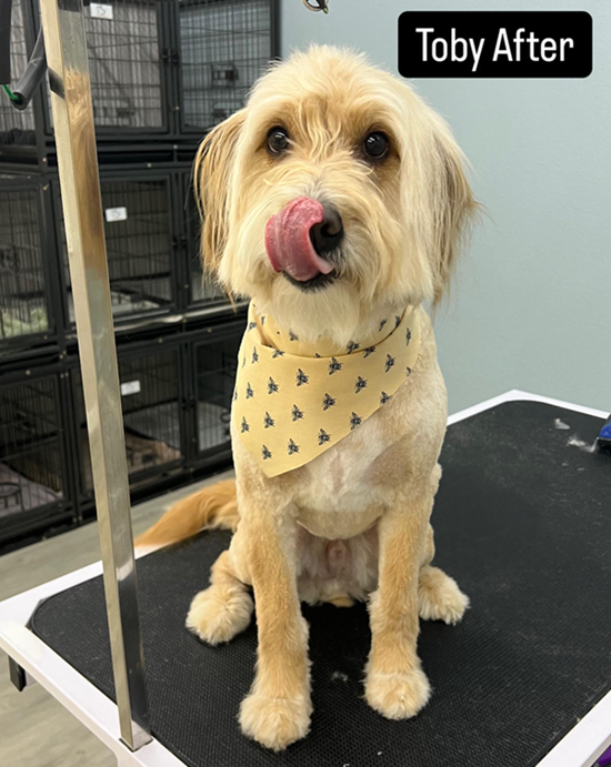 A dog is sitting on a grooming table with its tongue out after being groomed