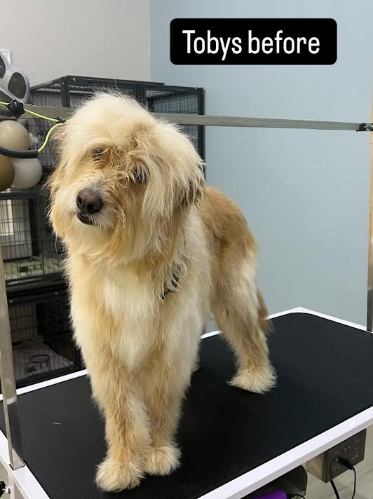A dog is standing on a grooming table before being groomed.