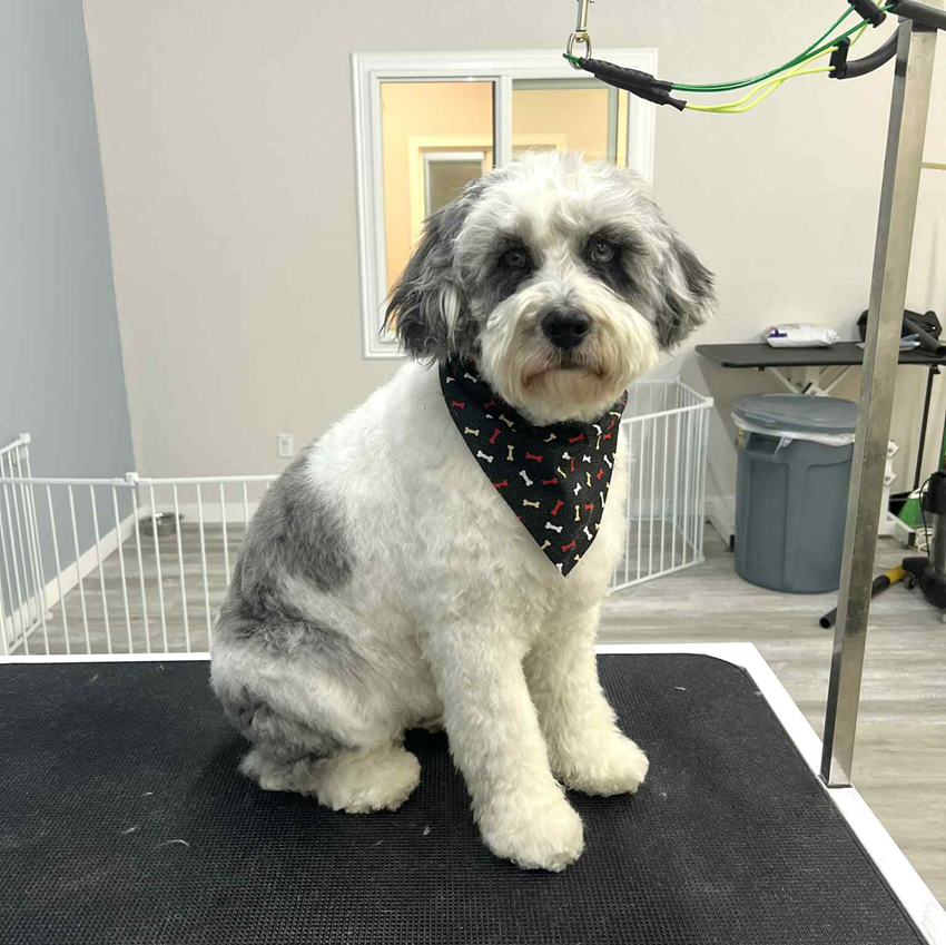 Dog sitting on a grooming table wearing a bandana. The dog is white and gray in a grooming setting.