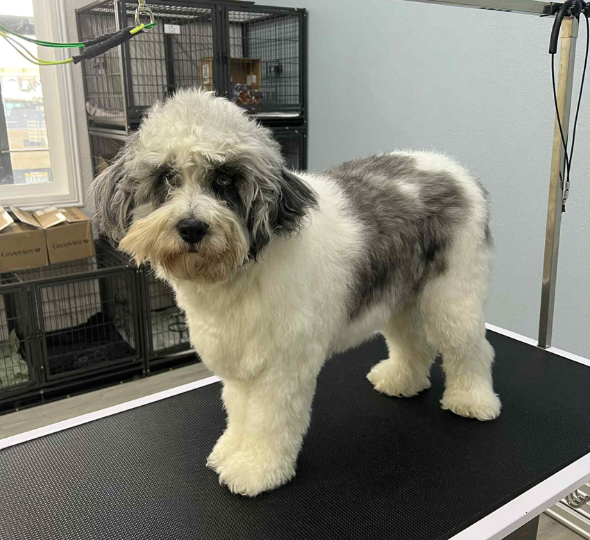 A white pomeranian dog is standing on a grooming table before being groomed