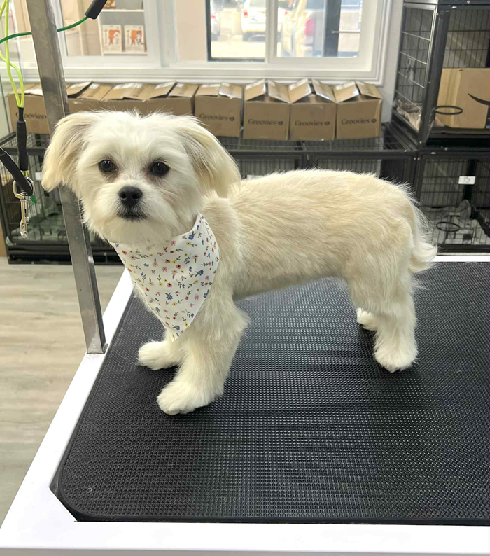 White dog with freshly groomed fur, wearing a bandana, standing on a grooming table.