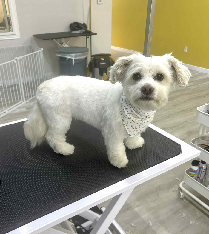 White dog with a bandana on grooming table, freshly groomed. Inside a pet salon.