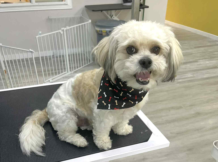 Shih Tzu dog with a bone-print bandana, sitting on a grooming table, smiling.