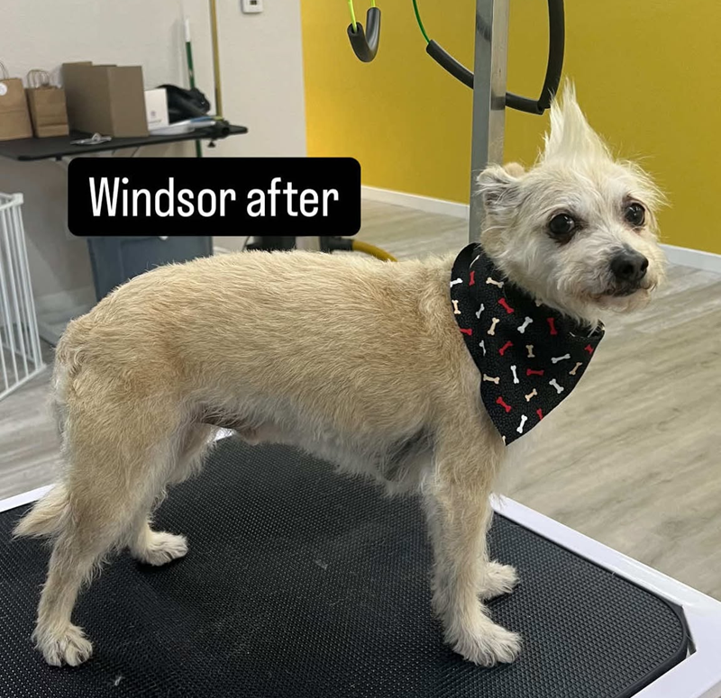 A dog with a bandana around its neck is standing on a treadmill.