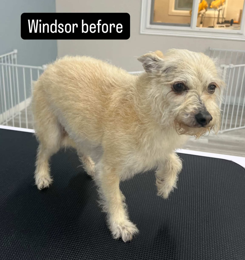 A small dog is standing on a grooming table before being groomed.