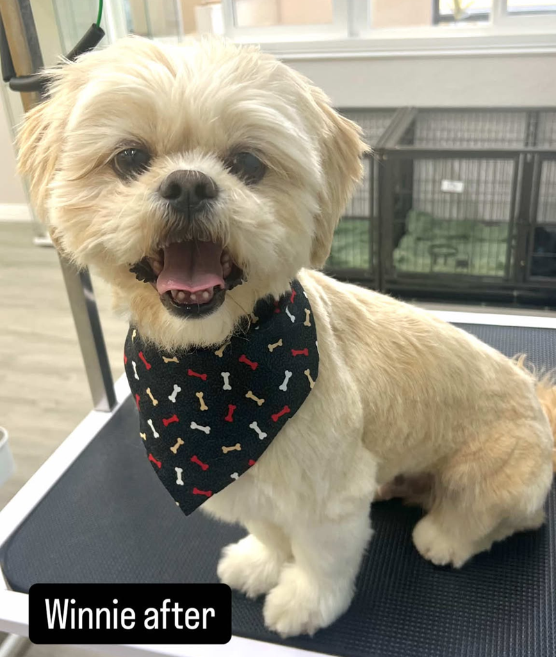 A small dog wearing a bandana is sitting on a table after being groomed.