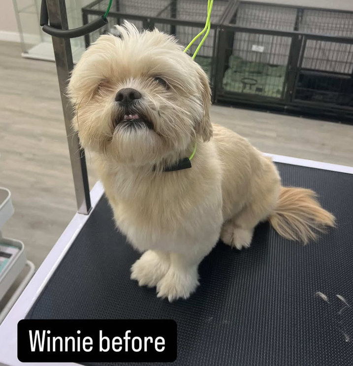 A small dog is sitting on a grooming table with the caption winnie before