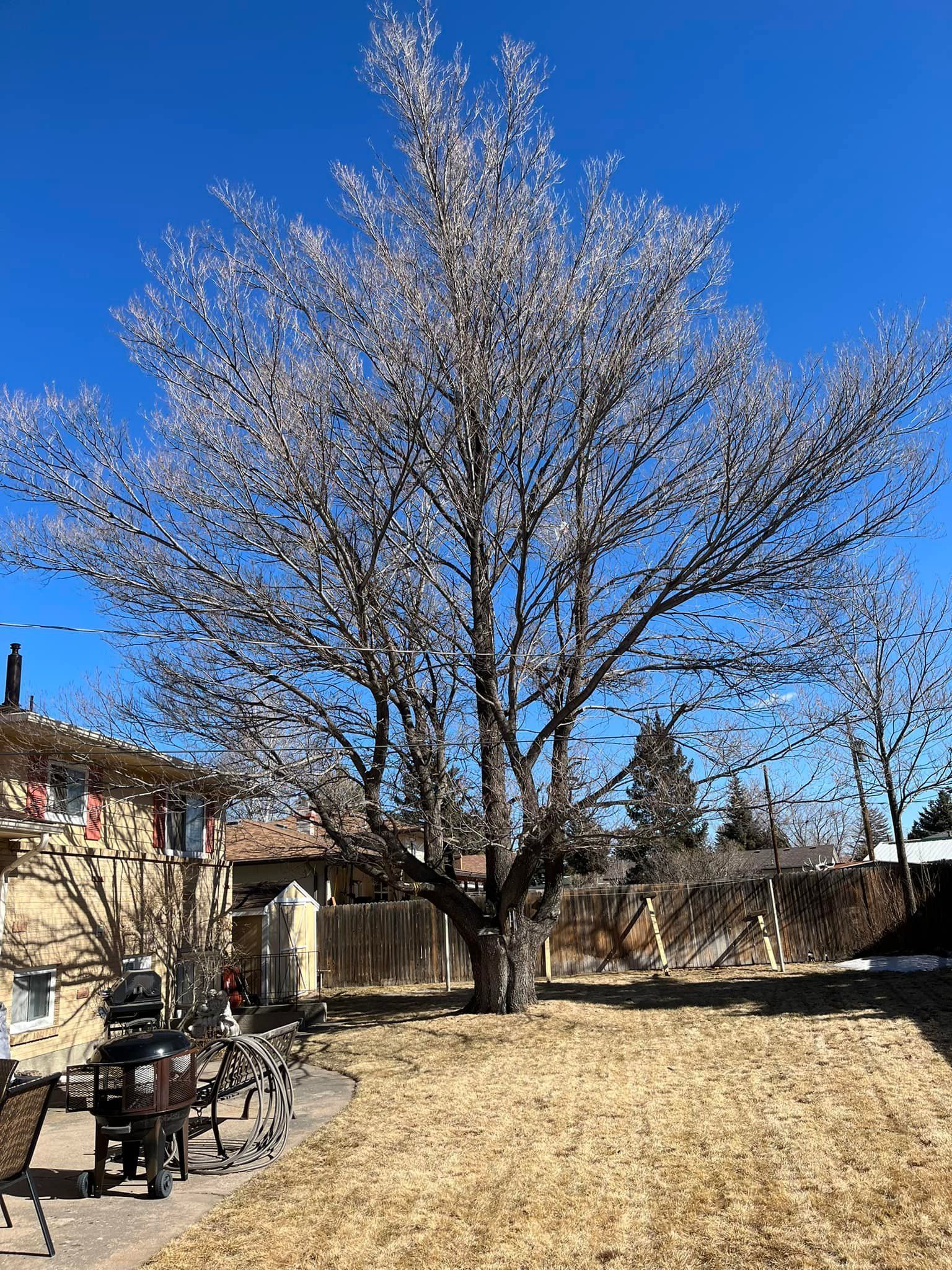 Large tree with icy, white branches stands in a yard with brown grass, blue sky in the background.