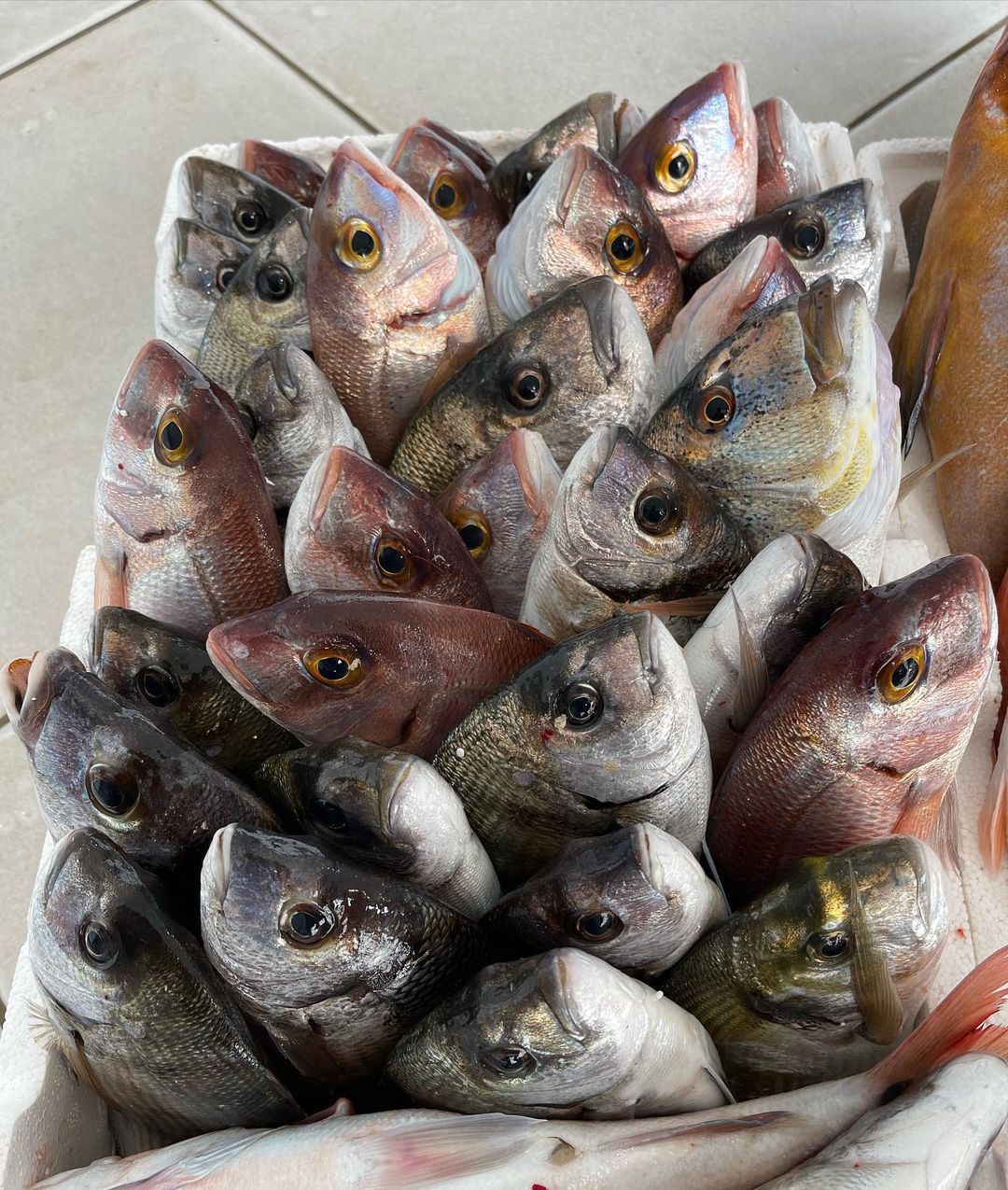 Un mucchio di teste di pesce fresche con squame argentate e lucenti e pelle rosso-rosata, impilate in un contenitore.