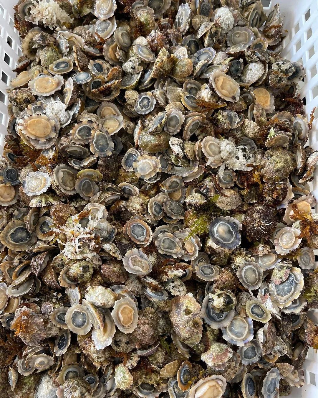 Un mucchio di piccoli molluschi marroni e beige in una cassa bianca.