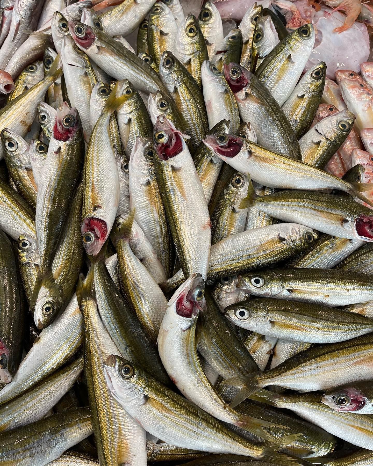 Un mucchio di pesci argentati appena pescati con branchie rosse, esposti sul ghiaccio in un mercato.