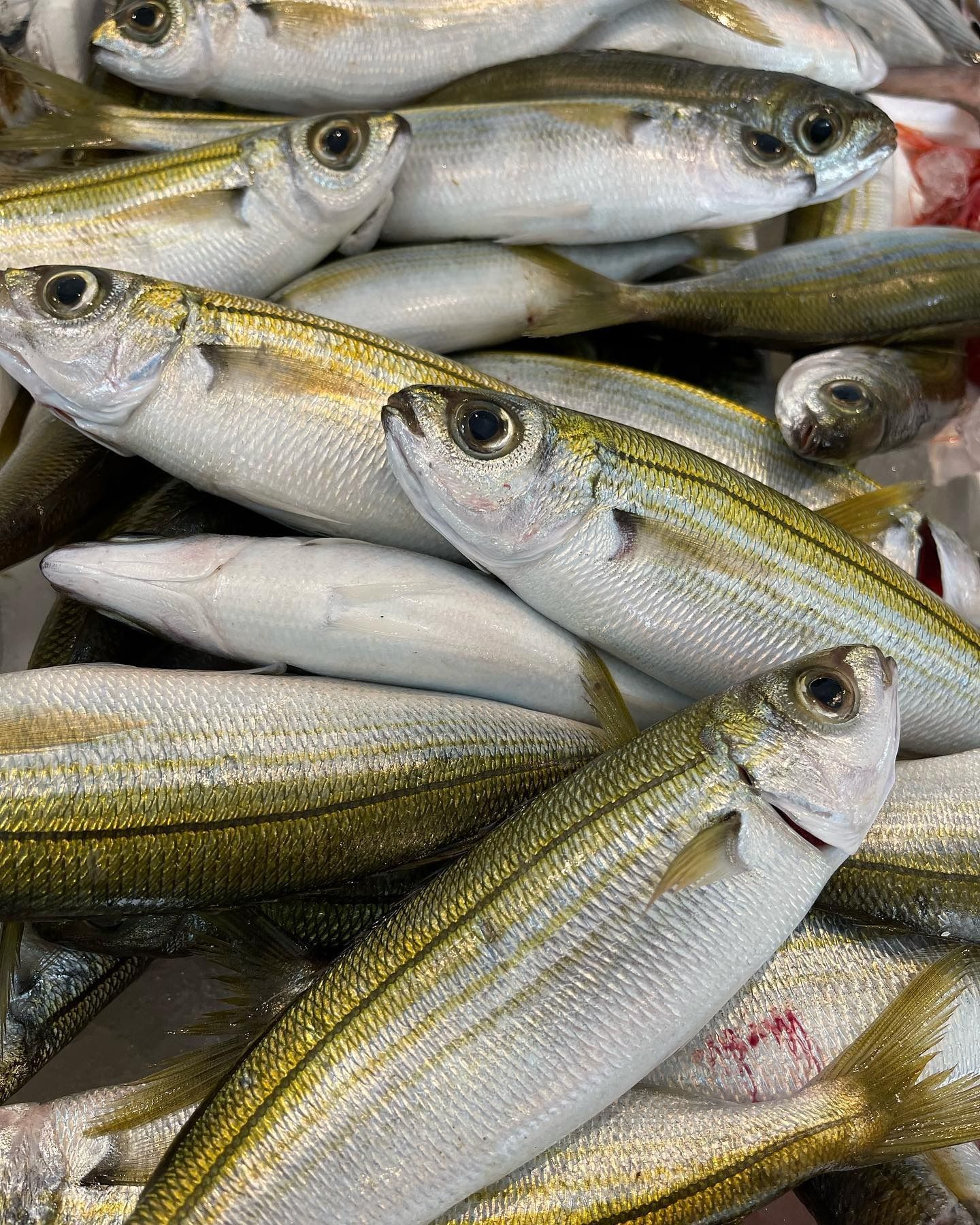 Pila di pesce fresco argentato con strisce gialle impilato insieme