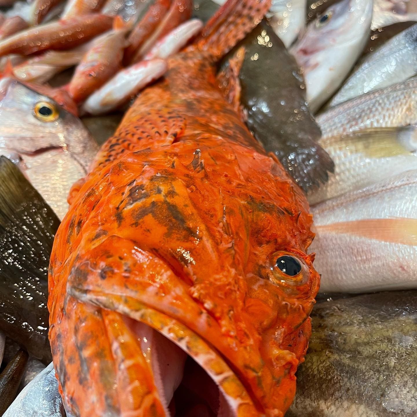 Pesce arancione brillante tra altri pesci freschi in un mercato del pesce, primo piano con la bocca aperta.