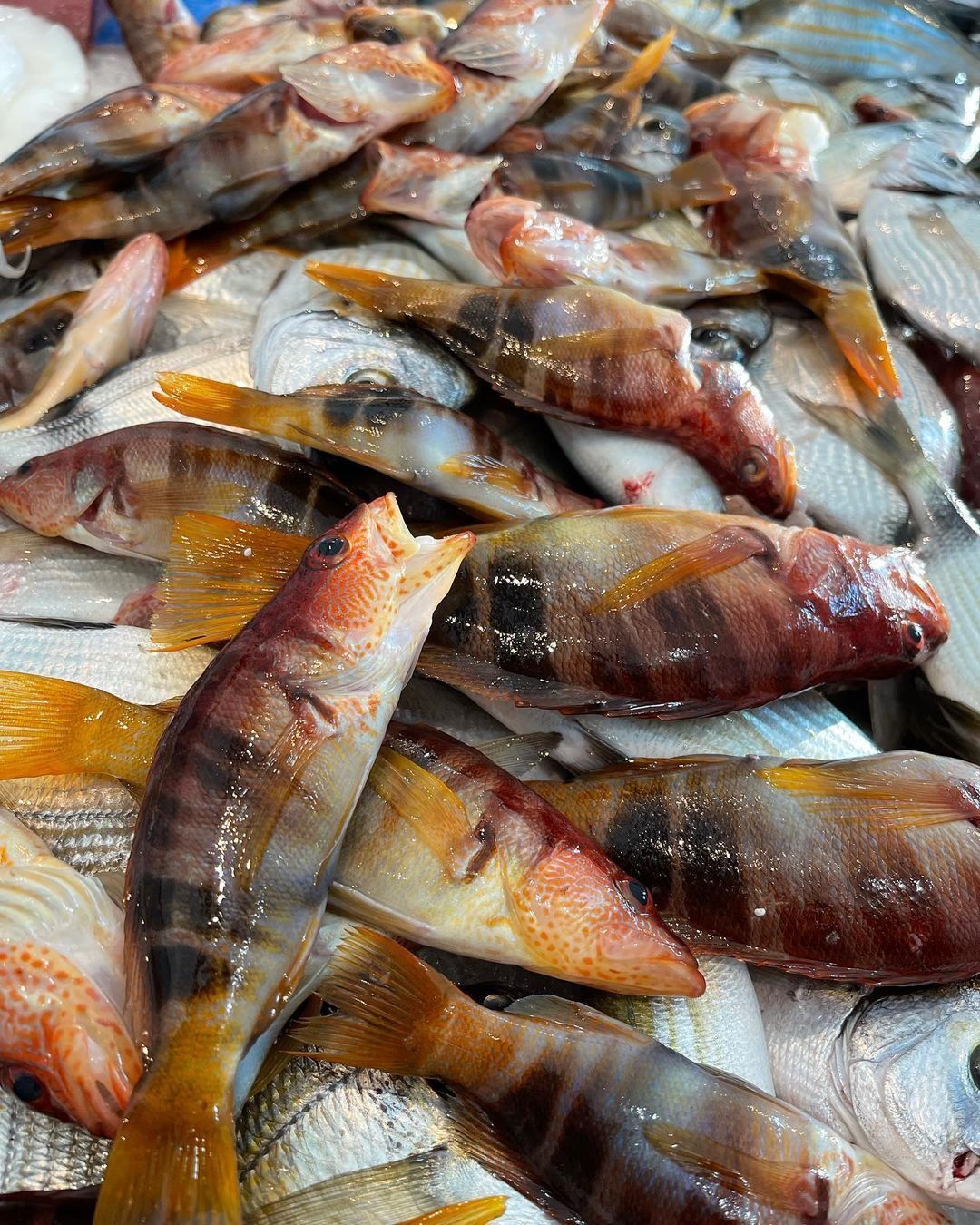 Un mucchio di pesce appena pescato con squame a strisce argentate e arancioni impilato insieme