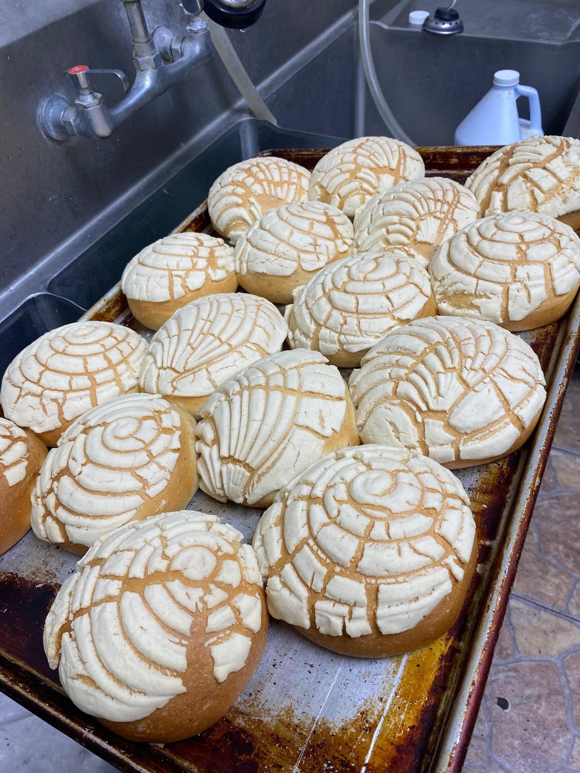 A tray of fresh conchas, a traditional Mexican sweet bread with a patterned, crumbly sugar topping, in a bakery kitchen.