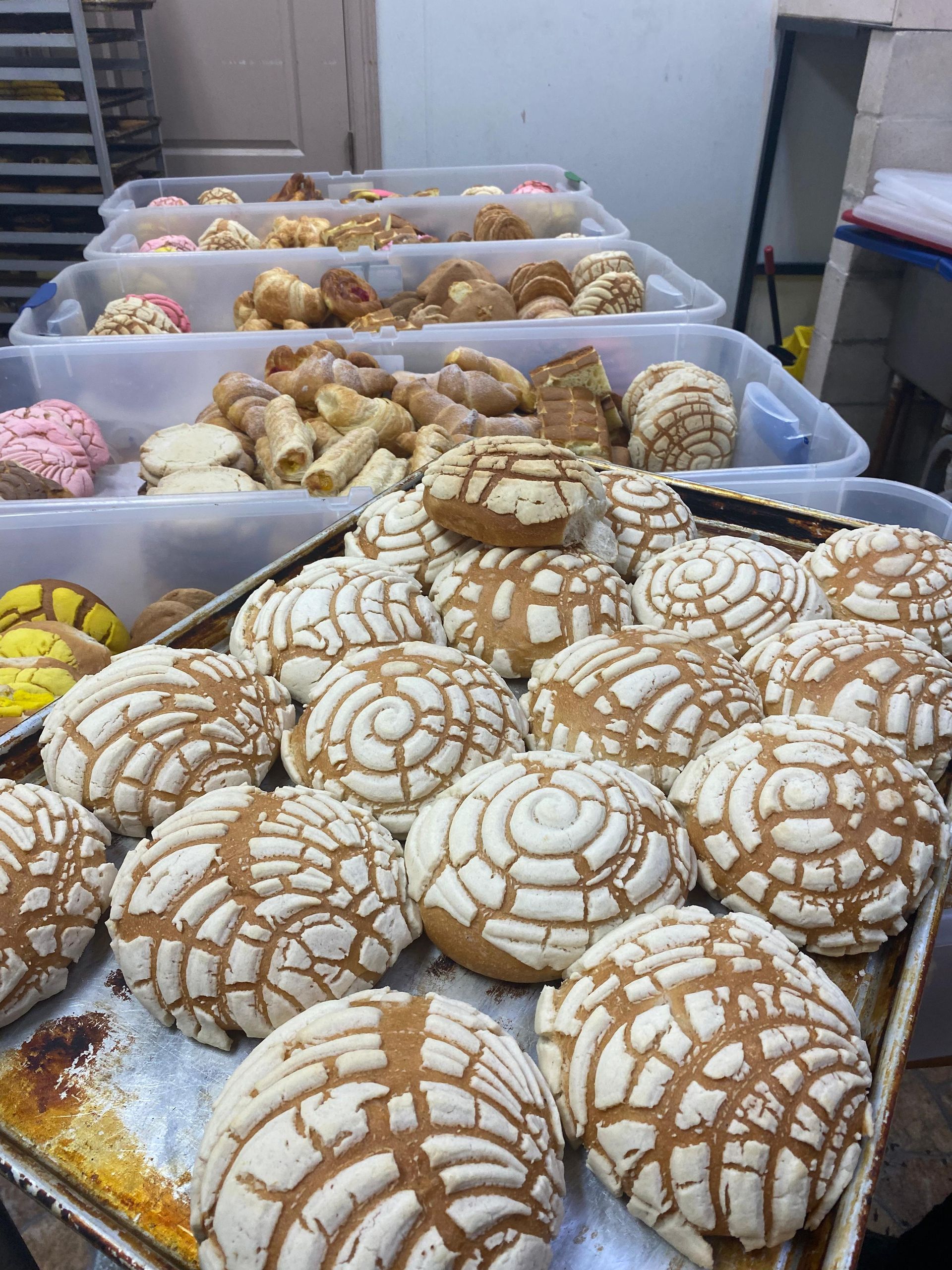 A close-up of golden-brown conchas on a baking tray, with rows of assorted Mexican pastries in plastic bins behind them.