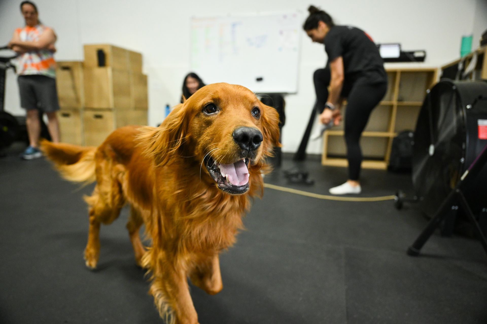 Golden retriever standing indoors with mouth open, in a room with people and equipment in the background