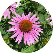 Join the Bethel Garden Club