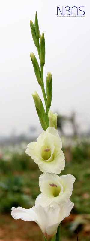 A close up of a white flower with a green stem.