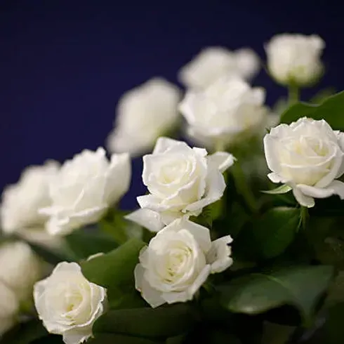 A bunch of white roses with green leaves on a blue background.