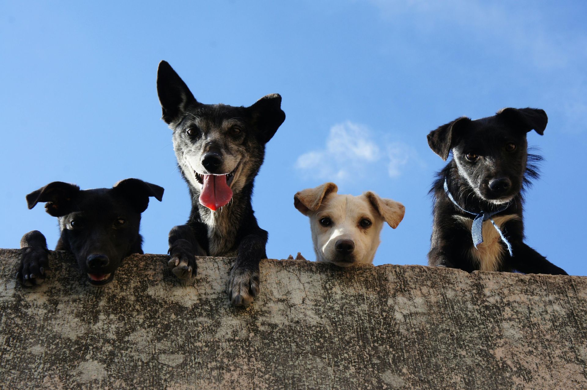 Four dogs are looking over a wall at the camera