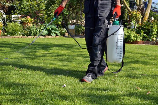 Person spraying a lawn with a backpack sprayer. Green grass, red gloves, garden setting.