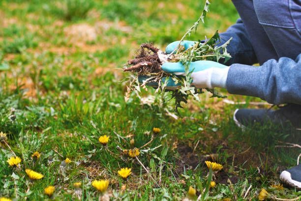 Person wearing gloves pulling weeds in a grassy yard with dandelions.
