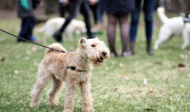 Small curly-haired dog on a leash standing on grass, with people and other dogs blurred in the background.