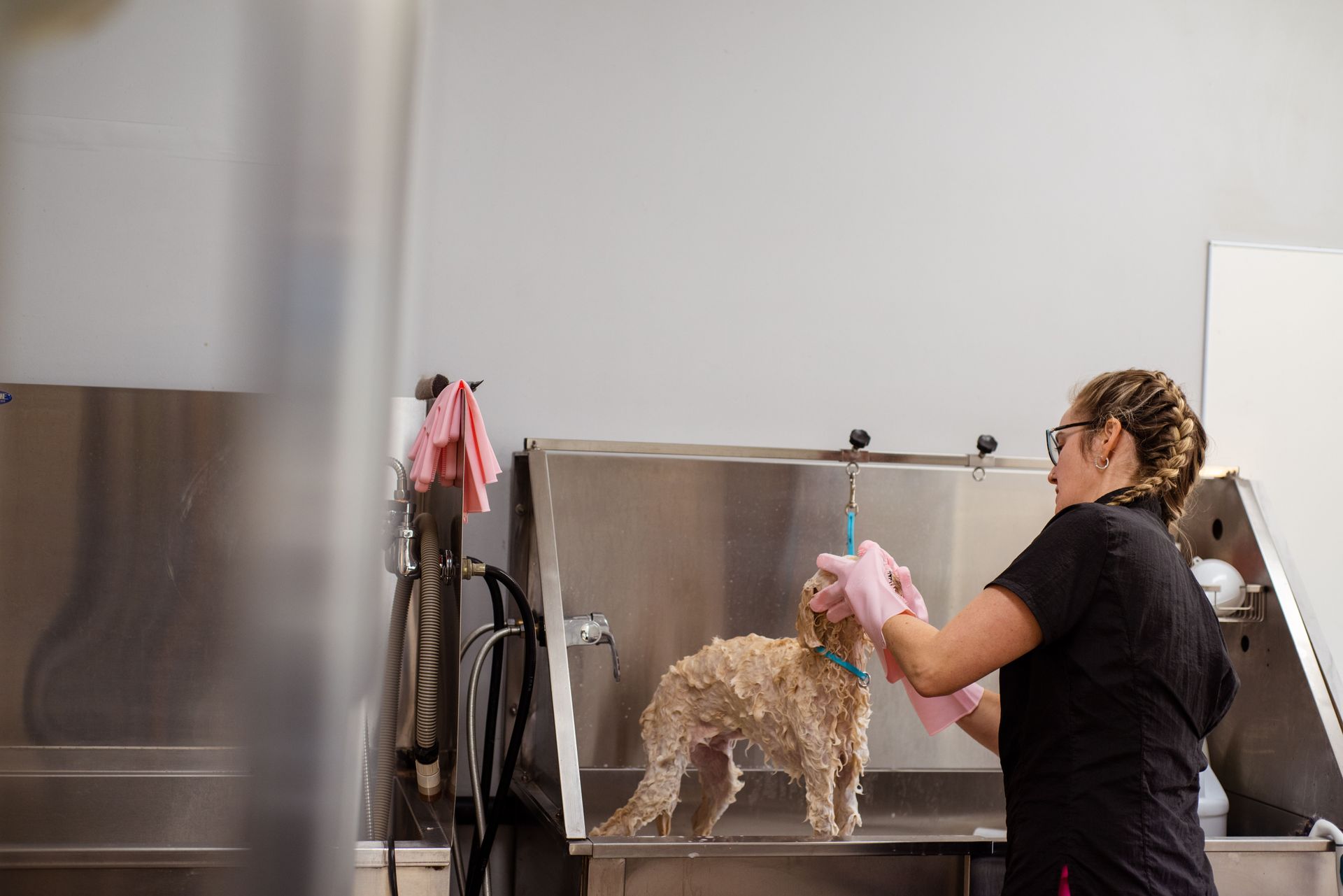Dog groomer drying a small curly dog on a stainless steel grooming table