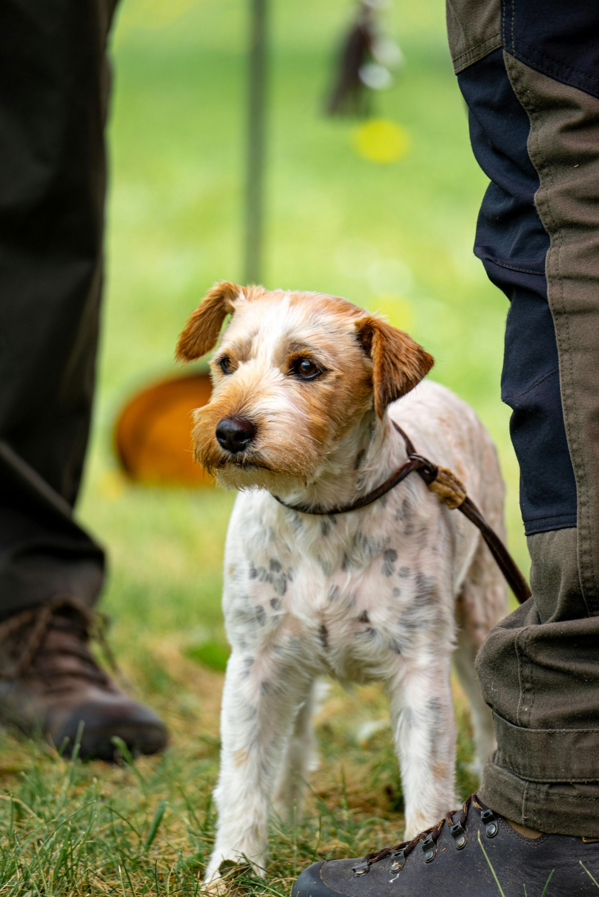 A small dog is standing next to a person in the grass.