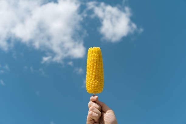 Hand holding a yellow corn on the cob against a blue sky with clouds