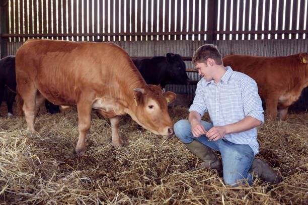 Man kneeling in a barn feeds a brown cow hay while another cow stands behind.