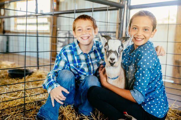 Two children smiling beside a young goat in a barn with hay and metal pens