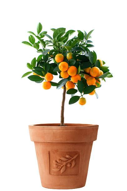 Potted miniature orange tree with green leaves and ripe oranges on a white background