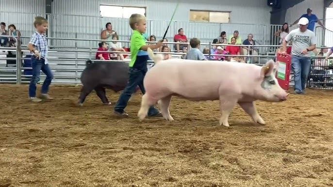 Children leading pigs in a livestock show ring at a fair, with spectators behind a fence.