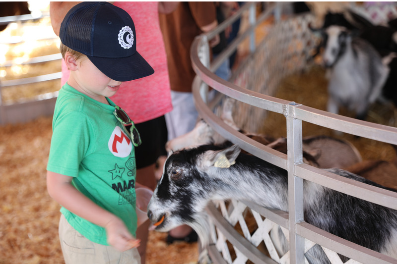 Young child in green shirt and cap petting a goat at a farm enclosure