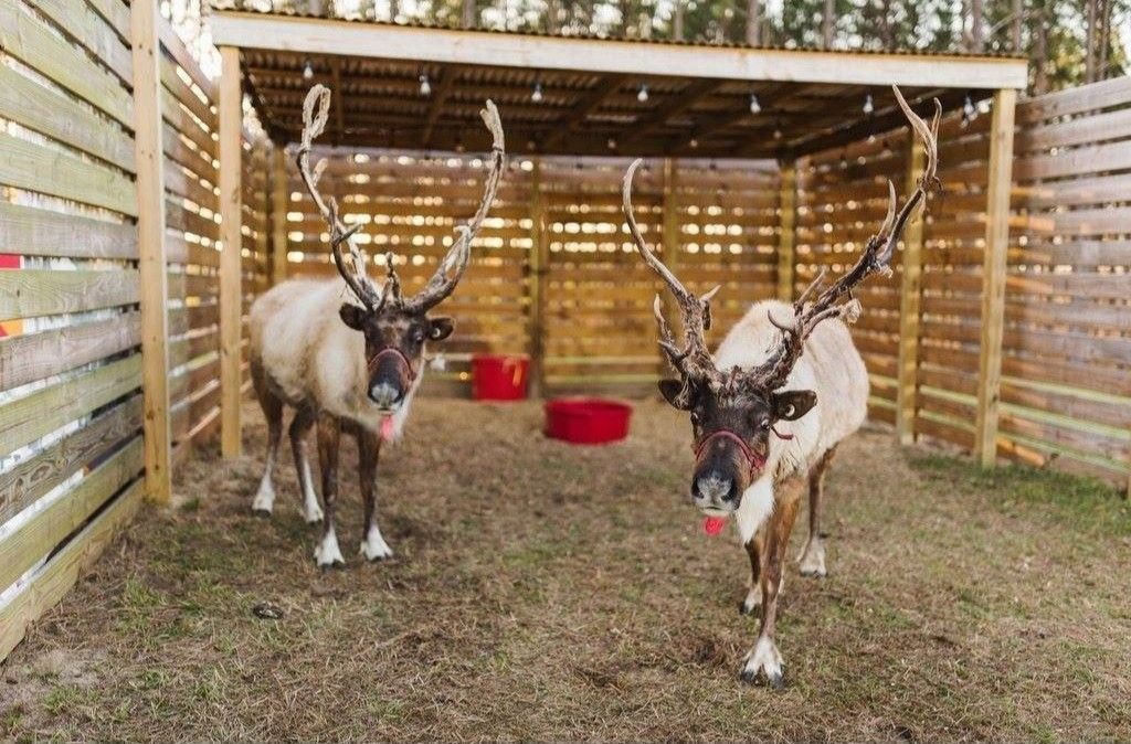 Two reindeer in a wooden pen with hay and red buckets, one on each side.