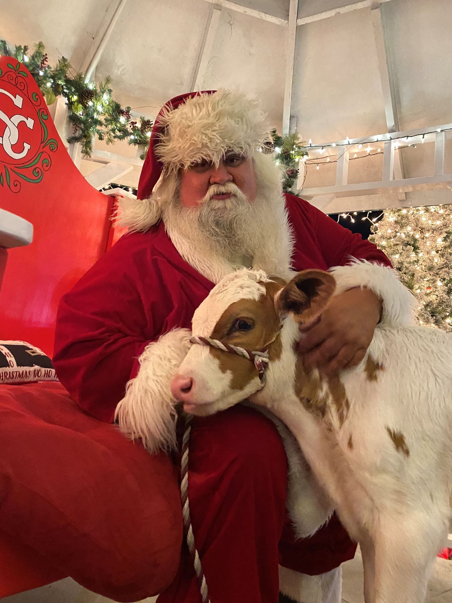 Santa in red costume holding a calf inside a decorated holiday tent