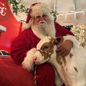 Santa in a red suit cuddling a white-and-brown calf in a festive holiday setting