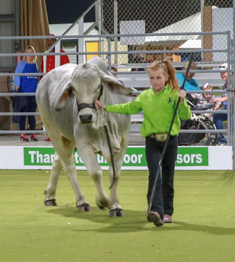 Girl leading a white cow in a show ring, with spectators in the background