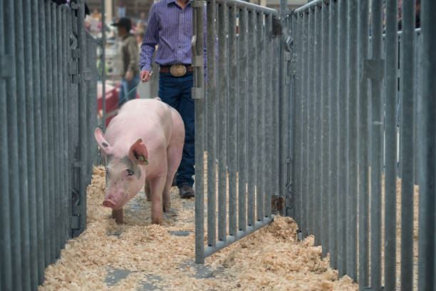 Pink pig walking through a fenced indoor pen with a person standing behind it