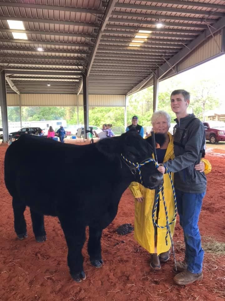 Person in a yellow jacket stands with a large black cow under a covered barn.