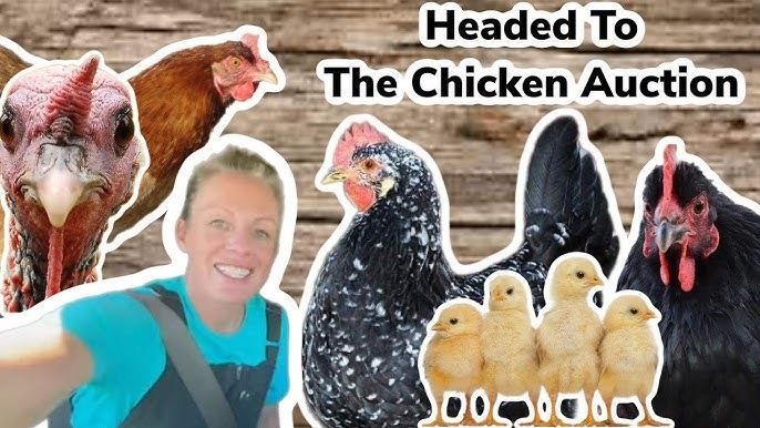 Woman with chickens and chicks, text reads “Headed To The Chicken Auction”