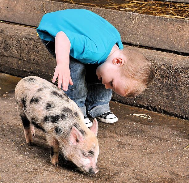 Child in a blue shirt bending down to pet a spotted piglet on a dirt surface