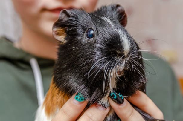 Black guinea pig with orange patches held by hands against a blurred background