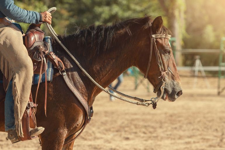 Rider on a brown horse in a sunlit outdoor arena, holding reins and wearing a blue shirt