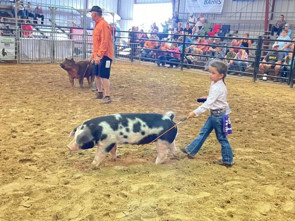 Child leading a black-and-white pig in a livestock show ring, with a handler and audience in the background
