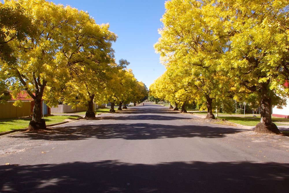 A Street Lined With Trees With Yellow Leaves — All Things Windows & Doors in Goulburn, NSW