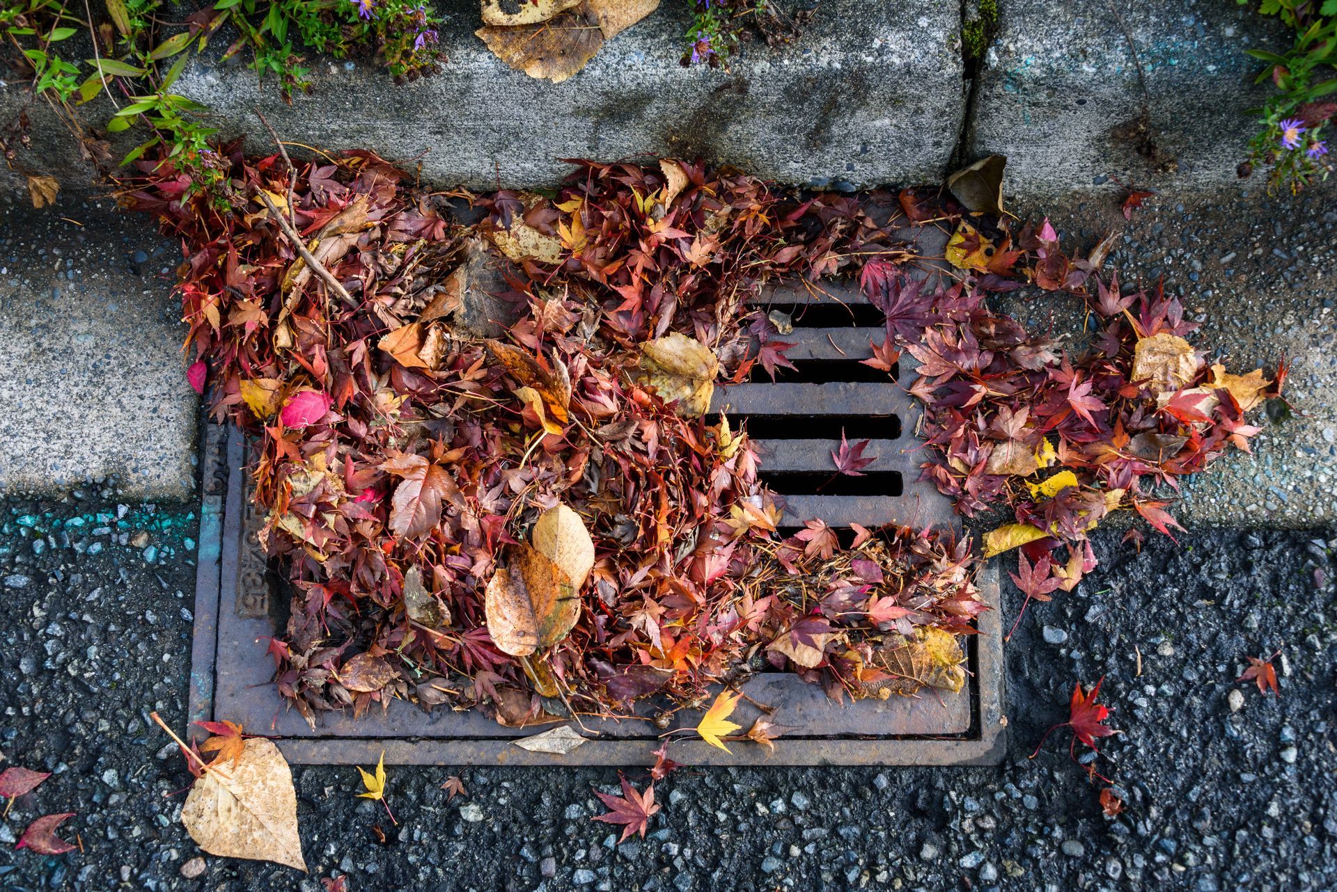 Flooding threat, fall leaves clogging a storm drain on a wet day, street and curb Flooding threat, fall leaves clogging a storm drain on a wet day, street and curb